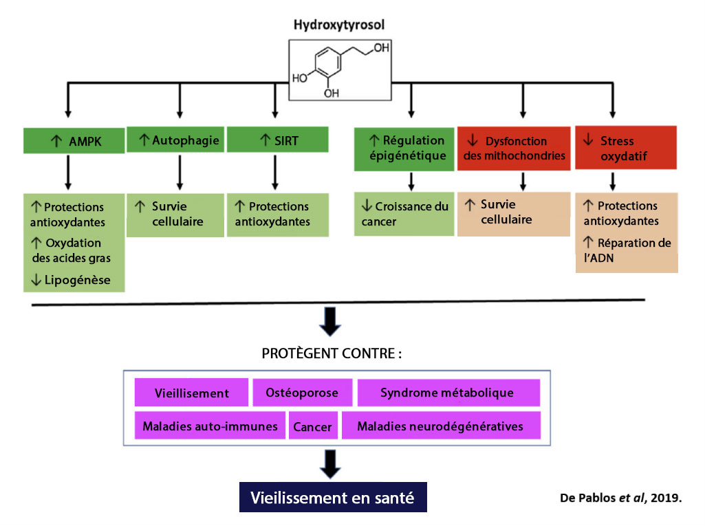 tableau bénéfices hydroxytyrosol