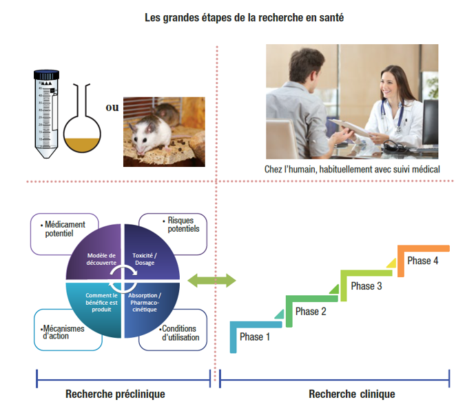graphique présentant les grandes étapes de la recherche en santé