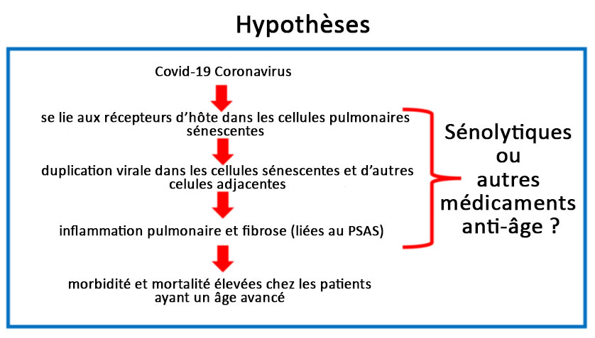 Graphique : Hypothèse médicaments sénolytiques ou anti-âge
