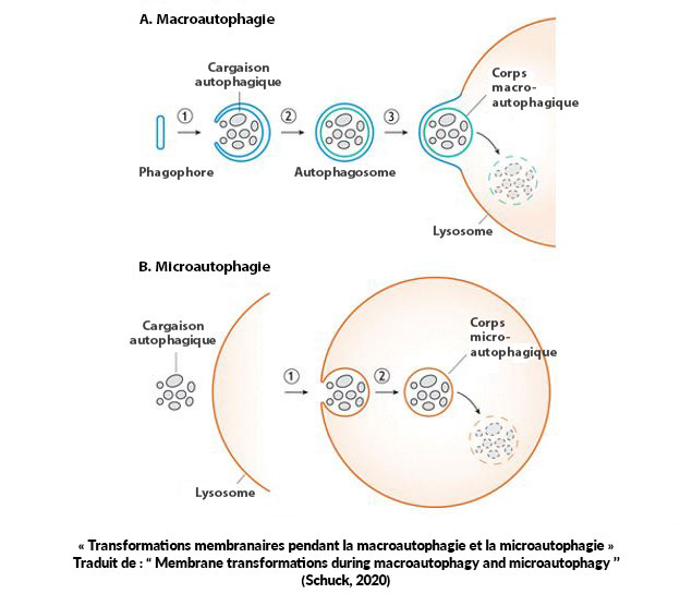 macroautophagie et microautophagie en français
