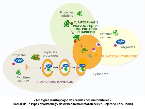 3 types d'autophagie
