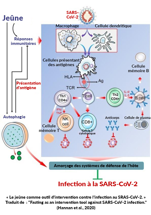 autophagie; jeûne et virus