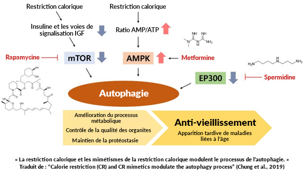 restriction calorique et mimétique de la restriction calorique
