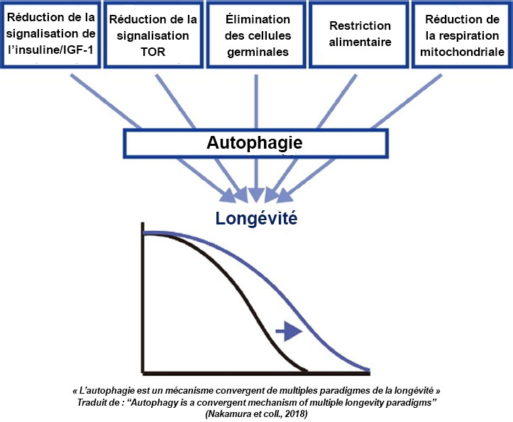 déclencheurs autophagie, Nakamura et al 2018
